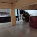 Dear My Pet 이미지