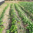 액비골(2) 이미지