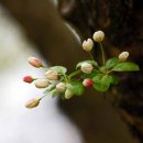 사과꽃 피는 저녁 이미지