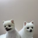 모노퍼피 이미지