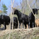 약성흑염소농장 이미지