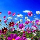 푸른하늘 이미지