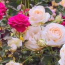 자기야노래연습장 이미지