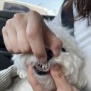 위드동물병원 | [Roy&#39;s]대구 위드동물병원 강아지 스케일링, 발치수술, 잇몸치료 후기 2(수술 후 진료)