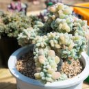 청수정가든 이미지