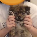 째쟁이