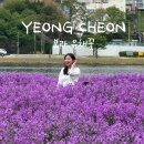영천지구 전승비 | 국내 5월 여행지 대구 근교 영천 생태지구공원 보라보라한 보라유채꽃