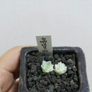 마녀의화원 이미지