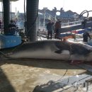 동해-단속-28 이미지