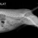 마루종합동물병원 이미지