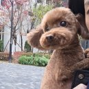 화개4길 | 서충주 애견미용 히독(HEEDOG) 후기