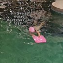 켄싱턴평창사우나 | 아이와 함께한 평창 켄싱턴호텔 실내수영장 실내풀 사우나 생생후기