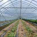 한전농장 이미지