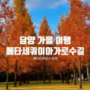 담양군보건소 | [담양] 가을 여행 담양 ㅣ 메타세쿼이아가로수길, 메타프로방스(부부찹쌀도너츠) 솔직후기