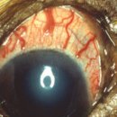 스텔라동물의료센터 이미지