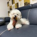 개밥주세요 이미지