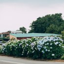 종달리수국길 이미지