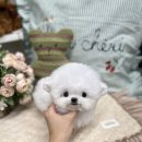 메종드퍼피 이미지