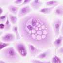 성일동물병원 | 강아지 개 중성화 장점 단점 좋은 점 나쁜 점