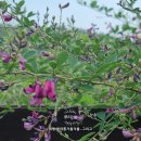 싸리마루 이미지