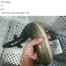 민물장어 이미지