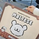 캐리백 | [내돈내산] 매머드X몰티즈&리트리버 프리퀀시 캐리백 픽업 후기