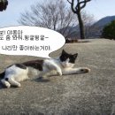 우리집 야옹이 이미지