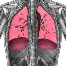 lung - coronal section(허파단면) 이미지