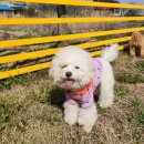 바라겔 | 서산 애견카페 넓은 천연잔디 운동장 바라겔