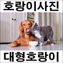 드림하우스 이미지