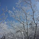 *제191차 봉황 산악회 강원 태백 태백산 정기산행 공지* 이미지