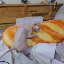 온빵 이미지