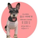 부시시 이미지