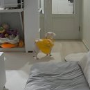 라이크몽 이미지