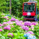 코레일관광개발에서는 6월 여행가는 달 행사로 기차 여행 21개 코스=수국, 바다, 사막! 단돈 7만원으로 감상 이미지