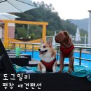 도그밀리 이미지