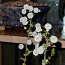 매일 꽃 이미지