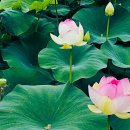 제257회 7월 부여,안성지역 여행공지 올립니다. 이미지