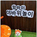 부산애견호텔 강아지 유치원 맘바이 서면본점 이미지