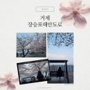 씨유 거제능포해안점 | 거제 장승포해안도로벚꽃 - 실시간개화 거제벚꽃명소 경남벚꽃 거제드라이브코스