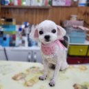 폼나개이뿌개 이미지