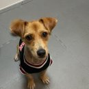 복돌맘 수제간식(폐업) | [영등포] 안심하고 맡기는 강아지 호텔링 | 댕파민