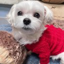 하이퍼피 이미지