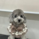 Re Pet 애견샵 이미지