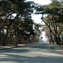 배동삼릉 이미지