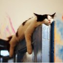 고양이나라 이미지