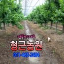 형근농원 이미지