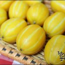 원예농협55번중매인