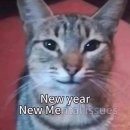 CAT 이미지
