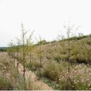 대황강 자연휴식공원 이미지